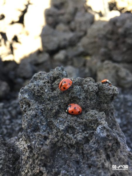 Escursione Etna 3000