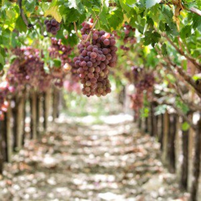 Escursione Etna e Vino