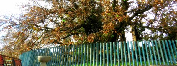 alberi etna castagno
