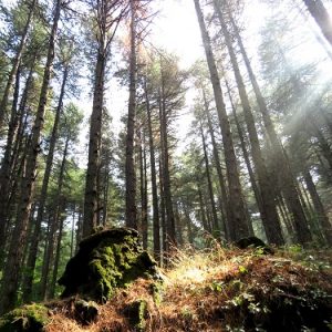I serpenti dell’Etna, come riconoscerli