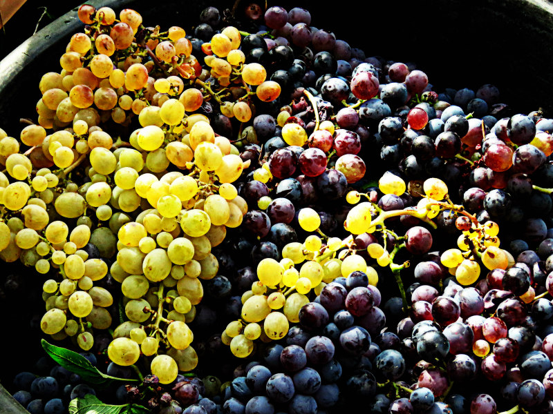cantine etna