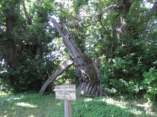 alberi giganti etna2