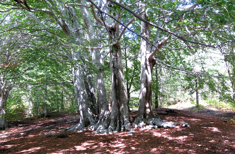 alberi giganti etna