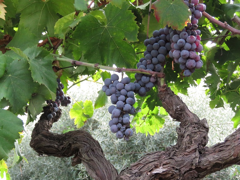 vendemmia etna trad1