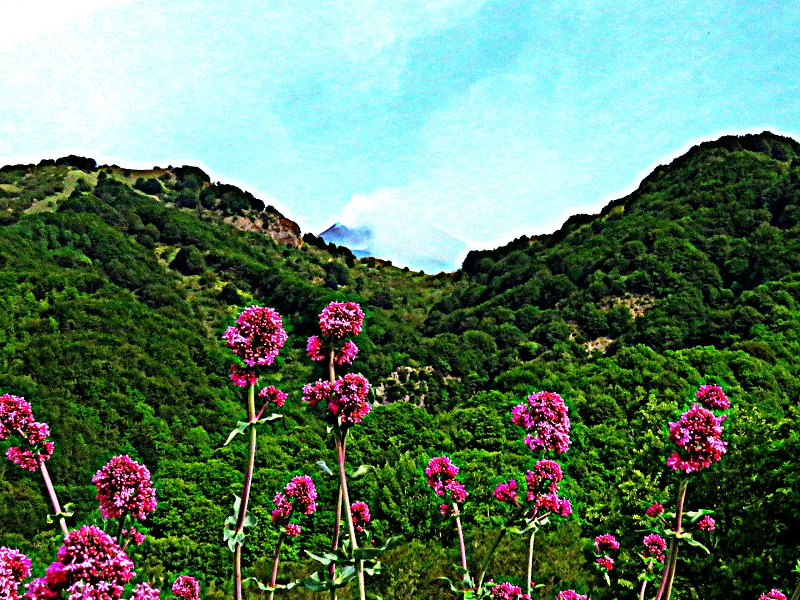 fiori dell etna
