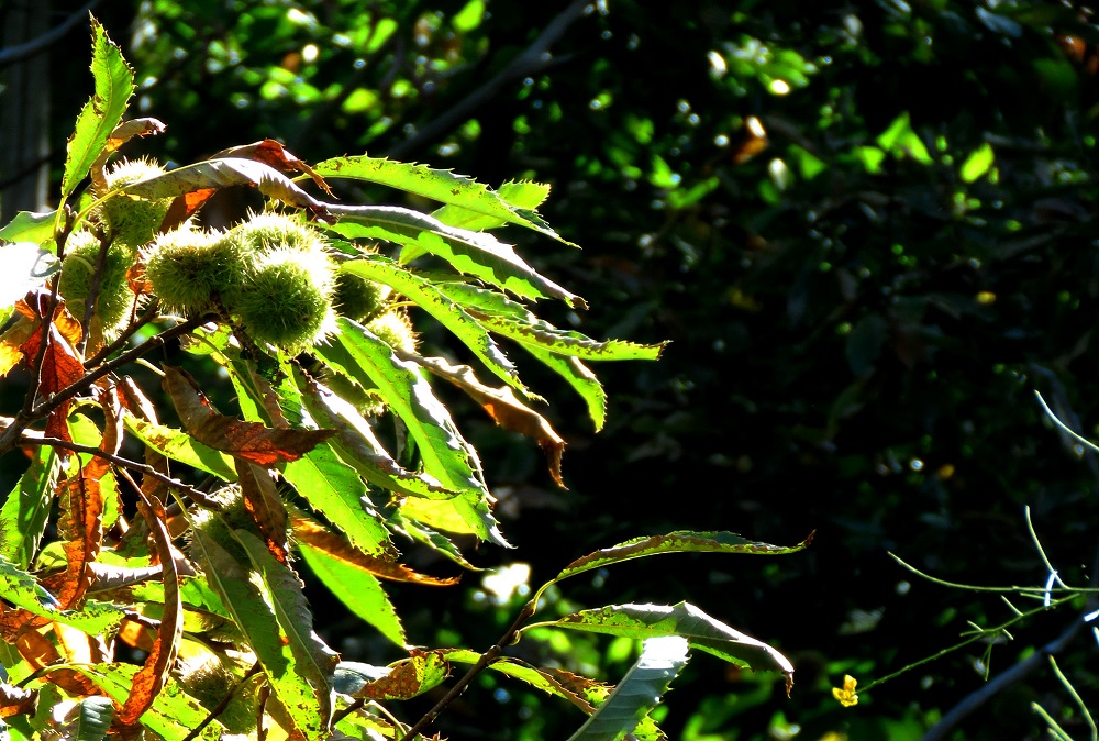 s alfio castagne (1)