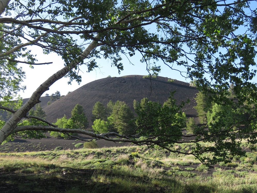 sartorius