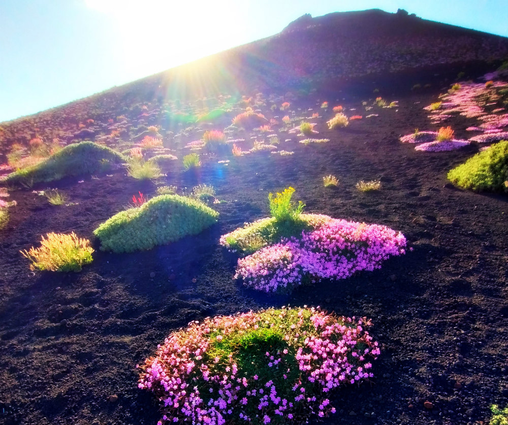 saponaria