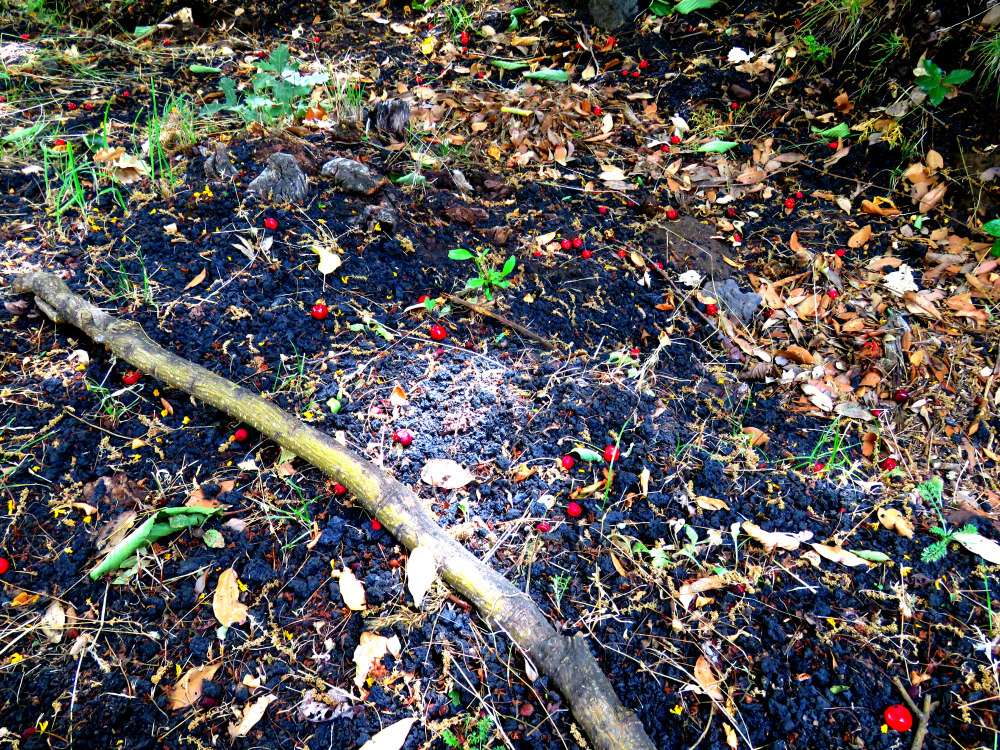 BASTONE BOSCO