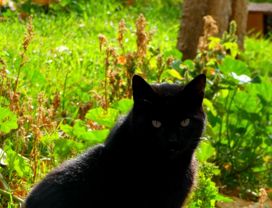 etna gatto