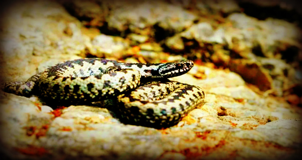 vipera ETNA 1