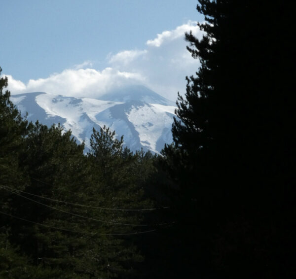 lucertola verde ETNA (2)