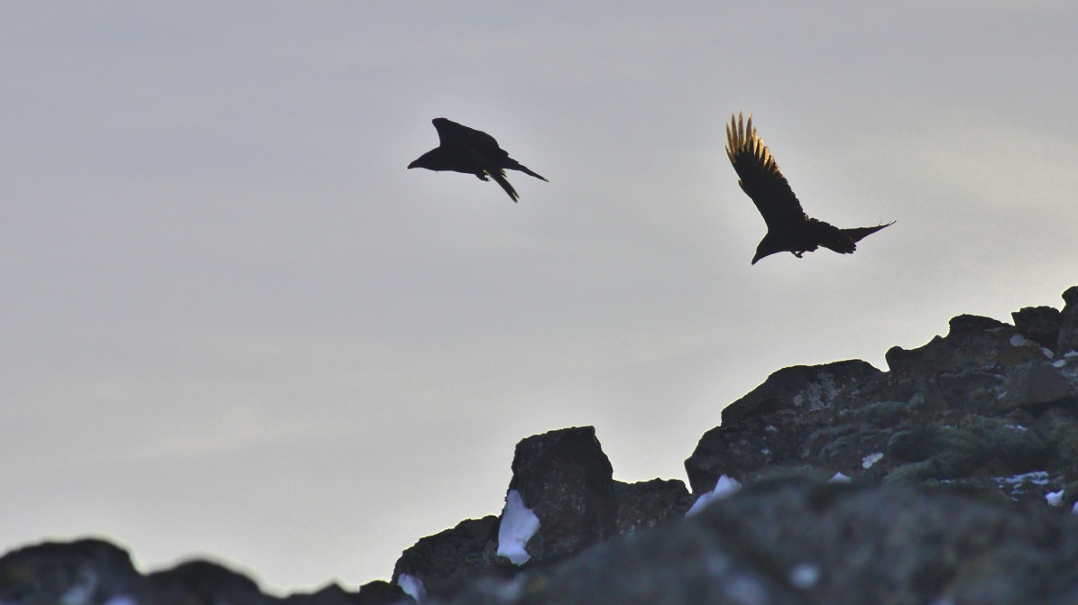 aquila poiana 1