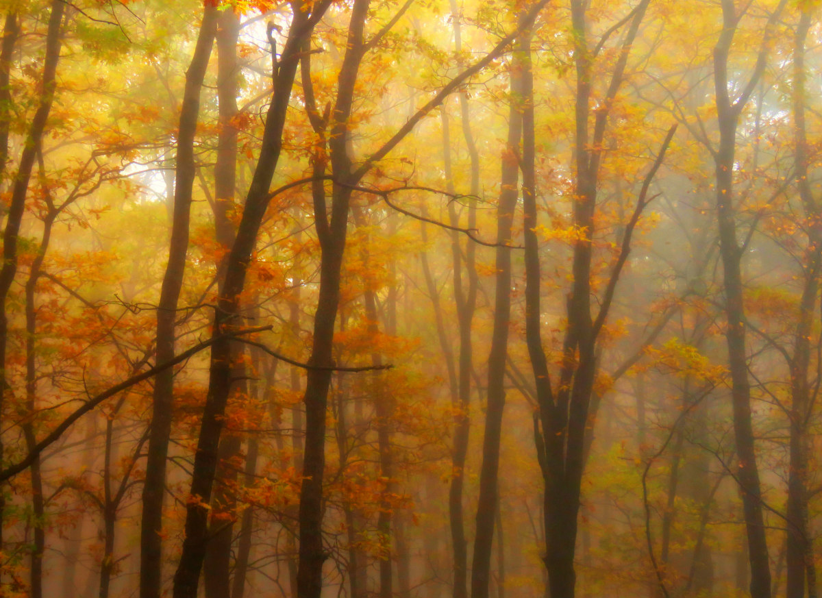 attività autunno_