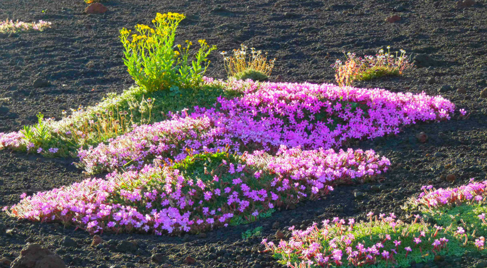 primavera etna