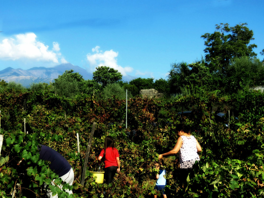 vendemmia experience