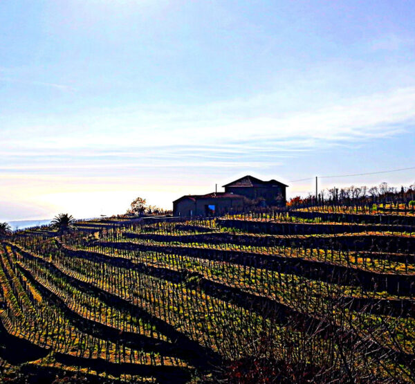 vendemmia experience_2