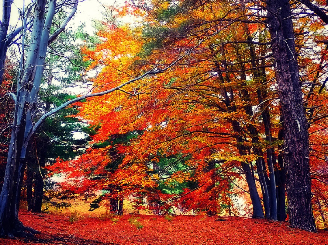 etna foliage